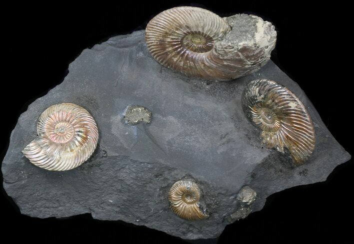 Iridescent Ammonite Fossils Mounted In Shale - x #38232